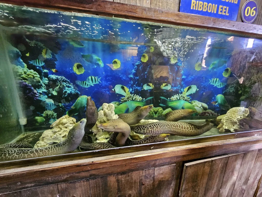 Cruising with Danny and Peter, Holland America Line, Westerdam, Nha Trang, Vietnam, Nha Trang Island Escapade Adventure | Group of tourists enjoying a Nha Trang Island Escapade Adventure featuring Mieu Island Exploration under a tropical sun, vibrant underwater scenes from Coral Reef Snorkeling in Nha Trang Bay, the pirate ship-shaped Tri Nguyen Aquarium showcasing a Marine Life Experience on a Vietnam Coastal Adventure, local fishermen feeding groupers during a Fishing Village Visit, relaxing on golden sands at Mini Beach Relaxation after a Nha Trang Island Tour with Holland America Cruise, and a scenic view of Nha Trang Bay from a boat during a Tropical Island Retreat.