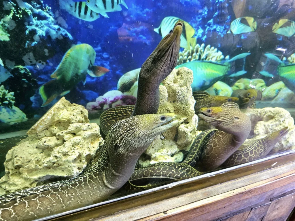 Cruising with Danny and Peter, Holland America Line, Westerdam, Nha Trang, Vietnam, Nha Trang Island Escapade Adventure | Group of tourists enjoying a Nha Trang Island Escapade Adventure featuring Mieu Island Exploration under a tropical sun, vibrant underwater scenes from Coral Reef Snorkeling in Nha Trang Bay, the pirate ship-shaped Tri Nguyen Aquarium showcasing a Marine Life Experience on a Vietnam Coastal Adventure, local fishermen feeding groupers during a Fishing Village Visit, relaxing on golden sands at Mini Beach Relaxation after a Nha Trang Island Tour with Holland America Cruise, and a scenic view of Nha Trang Bay from a boat during a Tropical Island Retreat.