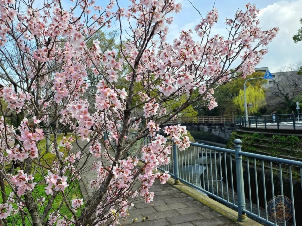Beautiful blooming pink cherry blossom tree in full flower beside a stone path and blue railing at Hypocenter Park in Nagasaki, Japan, with the historic canal and park scenery in the background. Featured in Nagasaki Japan cruise port guide, things to do in Nagasaki from cruise ship, and one day in Nagasaki Japan itinerary from the Westerdam. by Danny and Peter.