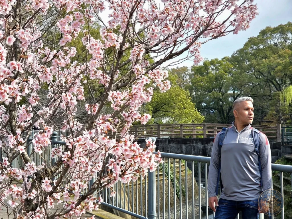 Danny standing on a bridge at Hypocenter Park in Nagasaki, Japan, beside a vibrant pink cherry blossom tree in full bloom, with the stone canal and park greenery in the background. Featured in Nagasaki Japan cruise port guide, things to do in Nagasaki from cruise ship, and one day in Nagasaki Japan itinerary from the Westerdam. by Danny and Peter.