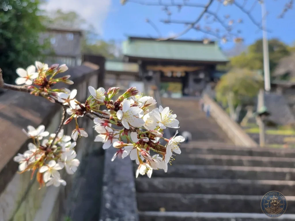 Close-up of delicate white cherry blossoms in the foreground with the traditional gate and stone stairs of Suwa Shrine in Nagasaki, Japan, softly blurred in the background under a clear blue sky. Featured in Nagasaki Japan cruise port guide, things to do in Nagasaki from cruise ship, and one day in Nagasaki Japan itinerary from the Westerdam. by Danny and Peter.