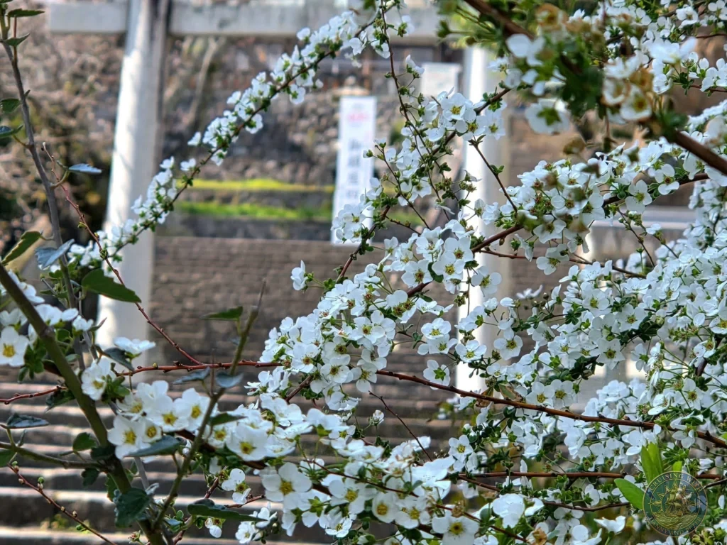 Close-up of delicate white cherry blossom branches in full bloom at Suwa Shrine in Nagasaki, Japan, with the shrine’s stone stairs and torii gate softly blurred in the background under a bright blue sky. Featured in Nagasaki Japan cruise port guide, things to do in Nagasaki from cruise ship, and one day in Nagasaki Japan itinerary from the Westerdam. by Danny and Peter.