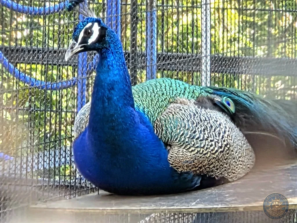 Vibrant male peacock with brilliant blue and green feathers perched inside an enclosure at Suwa Shrine in Nagasaki, Japan. The peacock is shown in close-up with its colorful plumage clearly visible. Featured in Nagasaki Japan cruise port guide, things to do in Nagasaki from cruise ship, and one day in Nagasaki Japan itinerary from the Westerdam. by Danny and Peter.