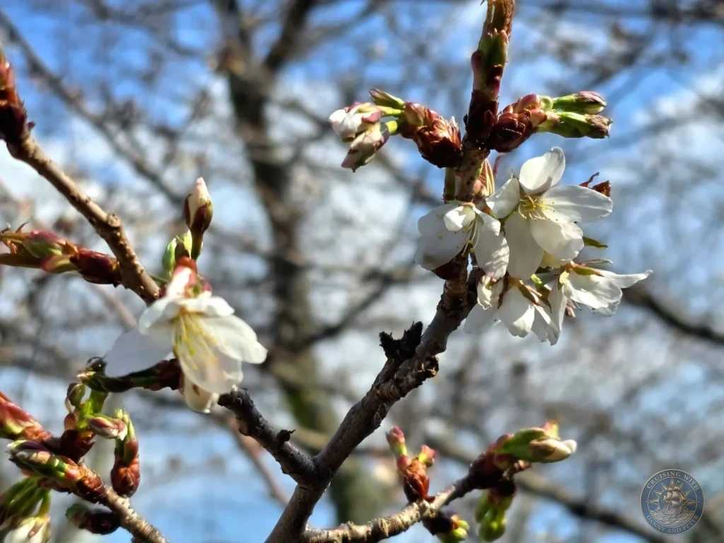 Close-up of delicate white cherry blossom flowers and buds blooming on a branch at Suwa Shrine in Nagasaki, Japan, with a bright blue sky blurred in the background. Featured in Nagasaki Japan cruise port guide, things to do in Nagasaki from cruise ship, and one day in Nagasaki Japan itinerary from the Westerdam. by Danny and Peter.