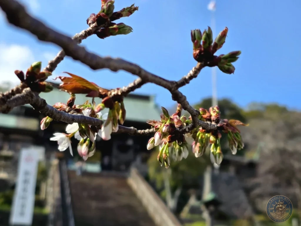 Close-up of a cherry blossom branch with white flowers and pinkish buds at Suwa Shrine in Nagasaki, Japan. The delicate blossoms are in sharp focus against a blurred background of the shrine grounds and blue sky. Featured in Nagasaki Japan cruise port guide, things to do in Nagasaki from cruise ship, and one day in Nagasaki Japan itinerary from the Westerdam. by Danny and Peter.