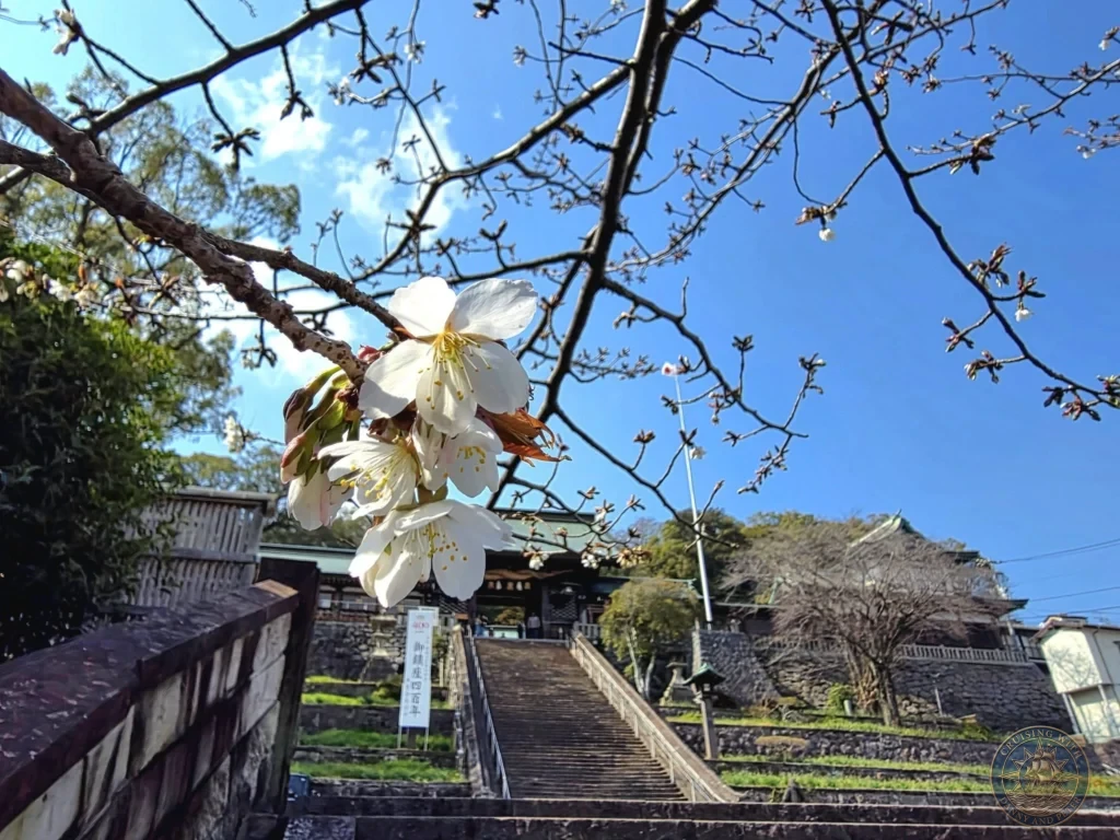 White cherry blossoms in the foreground on a branch overlooking the stone stairs and traditional buildings of Suwa Shrine in Nagasaki, Japan, under a clear blue sky. Featured in Nagasaki Japan cruise port guide, things to do in Nagasaki from cruise ship, and one day in Nagasaki Japan itinerary from the Westerdam. by Danny and Peter.