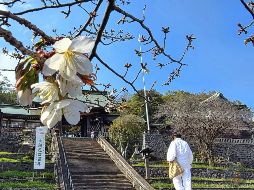 White cherry blossoms on a branch in the foreground overlooking the stone stairs and traditional shrine buildings at Suwa Shrine in Nagasaki, Japan. A monk in white robes carrying a bag ascends the stairs toward the shrine buildings under a clear blue sky. Featured in Nagasaki Japan cruise port guide, things to do in Nagasaki from cruise ship, and one day in Nagasaki Japan itinerary from the Westerdam. by Danny and Peter.