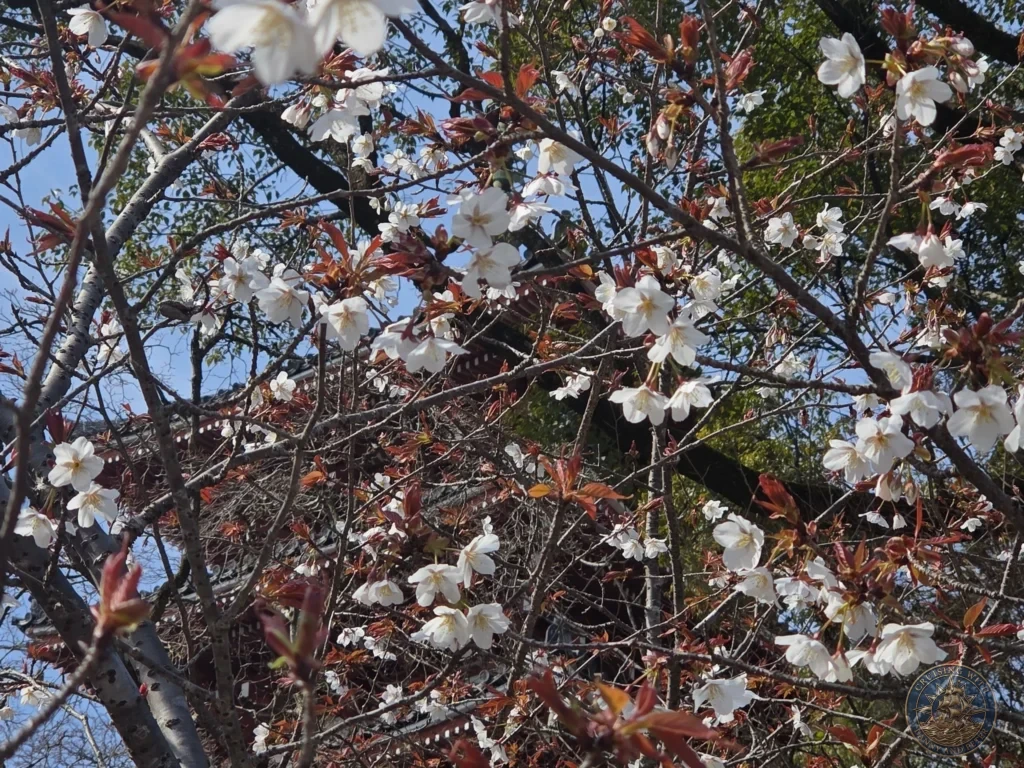 White cherry blossoms in full bloom with the iconic five-story red pagoda of Chikurin Temple in the background in Kochi, Japan. Stunning spring scenery at the historic temple. Kochi Cruise Port Guide | Things to do in Kochi from cruise ship | One day in Kochi Japan itinerary by Danny and Peter.
