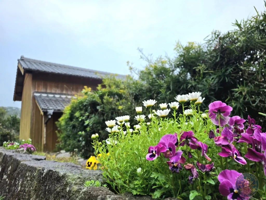 Vibrant purple pansies and white daisies blooming beside traditional stone walls and a historic wooden samurai residence in Chiran Samurai District. Beautiful spring floral scenery in the preserved Edo-period village near Kagoshima, Japan. Kagoshima Cruise Port Guide | Things to do in Kagoshima from cruise ship | One day in Kagoshima Japan itinerary by Danny and Peter.