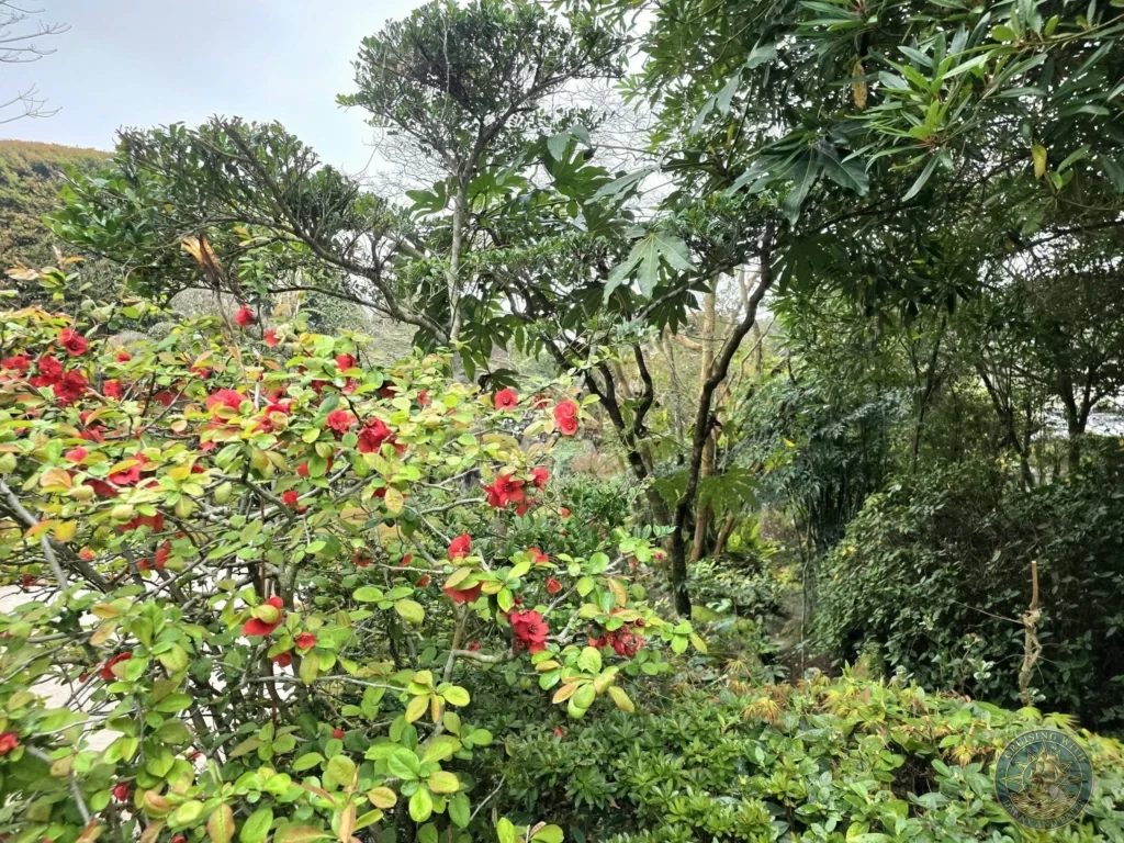Vibrant red camellia flowers blooming amidst lush greenery and traditional landscaping in Karesansui Garden 4 (Dry Landscape Garden) at the historic Chiran Samurai District. Beautiful spring scenery in Kagoshima, Japan. Kagoshima Cruise Port Guide | Things to do in Kagoshima from cruise ship | One day in Kagoshima Japan itinerary by Danny and Peter.