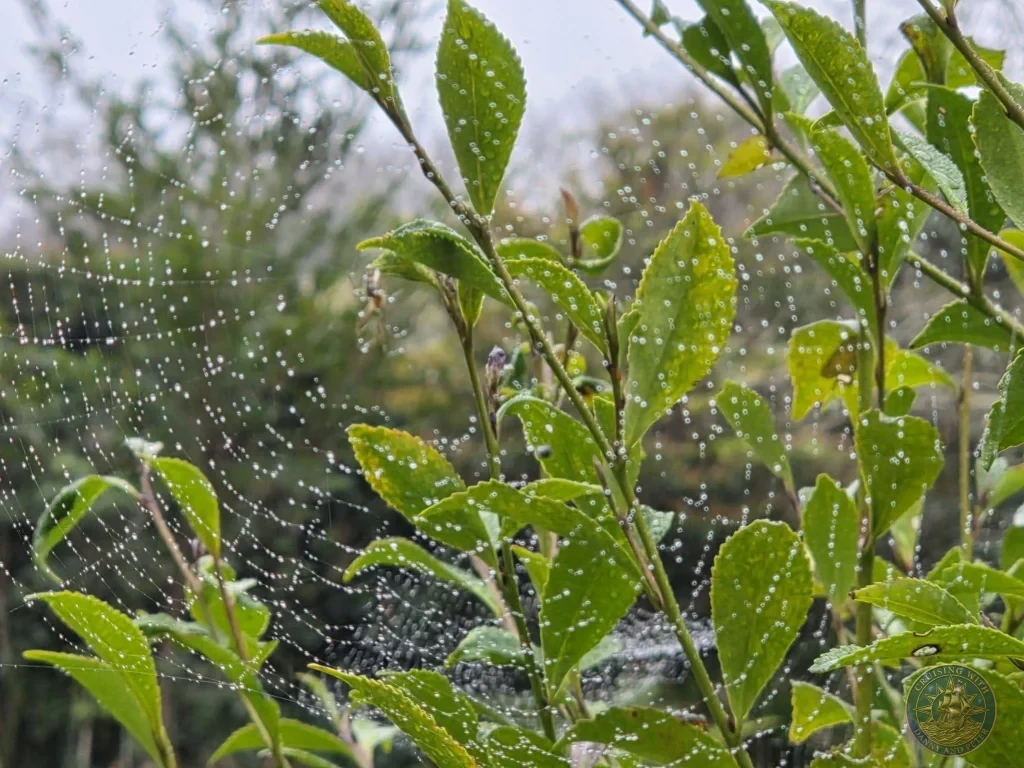 Delicate spider web covered in morning dew droplets on vibrant green leaves in the historic Chiran Samurai District gardens. Peaceful close-up detail from Kagoshima, Japan. Kagoshima Cruise Port Guide | Things to do in Kagoshima from cruise ship | One day in Kagoshima Japan itinerary by Danny and Peter.