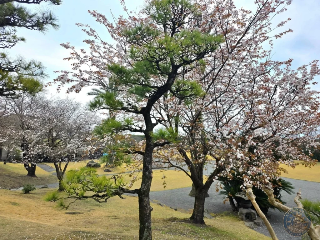 Beautiful cherry blossom trees in full bloom at Sengan-en (Iso Garden), the historic UNESCO World Heritage samurai villa with stunning traditional landscaping and views toward Sakurajima in Kagoshima, Japan. Kagoshima Cruise Port Guide | Things to do in Kagoshima from cruise ship | One day in Kagoshima Japan itinerary by Danny and Peter.