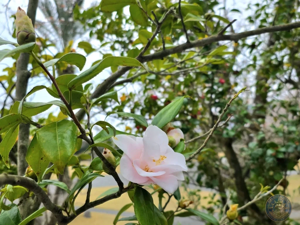 Delicate light pink camellia flower in full bloom on a branch at Sengan-en (Iso Garden), the historic UNESCO World Heritage samurai villa in Kagoshima, Japan. Beautiful spring floral detail in the traditional Japanese garden. Kagoshima Cruise Port Guide | Things to do in Kagoshima from cruise ship | One day in Kagoshima Japan itinerary by Danny and Peter.