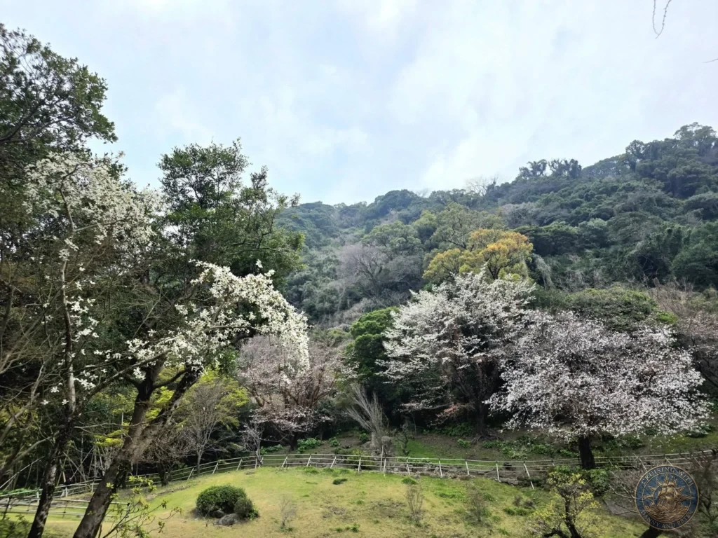 Stunning panoramic view of cherry blossom trees in full bloom overlooking the lush green hills at Sengan-en (Iso Garden), the historic UNESCO World Heritage samurai villa in Kagoshima, Japan. Kagoshima Cruise Port Guide | Things to do in Kagoshima from cruise ship | One day in Kagoshima Japan itinerary by Danny and Peter.