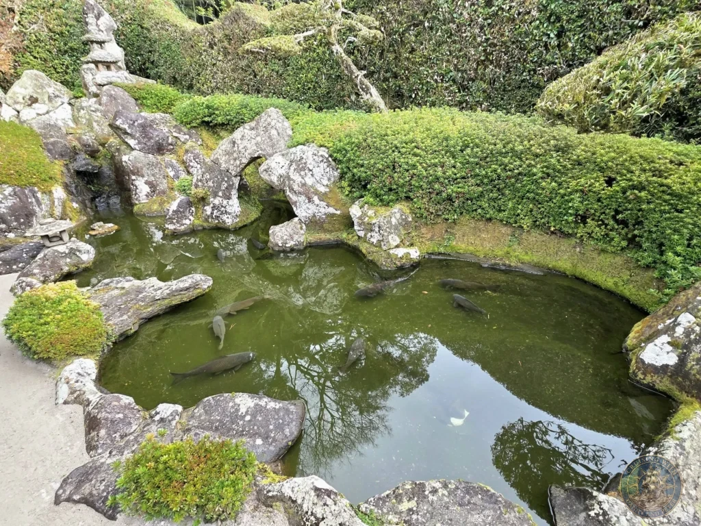 Serene pond with large fish swimming among mossy rocks and a stone lantern in Tsukiyama-sensui Garden 7 (Pond & Waterfall) at Chiran Samurai District, Kagoshima, Japan. Beautiful traditional Japanese landscaping. Kagoshima Cruise Port Guide | Things to do in Kagoshima from cruise ship | One day in Kagoshima Japan itinerary by Danny and Peter.