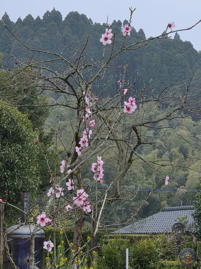Delicate pink blossoms on a tree branch overlooking forested hills and traditional Japanese roof at Tsukiyama-sensui Garden 7 in Chiran Samurai District, Kagoshima, Japan. Beautiful spring scenery in the historic garden. Kagoshima Cruise Port Guide | Things to do in Kagoshima from cruise ship | One day in Kagoshima Japan itinerary by Danny and Peter.