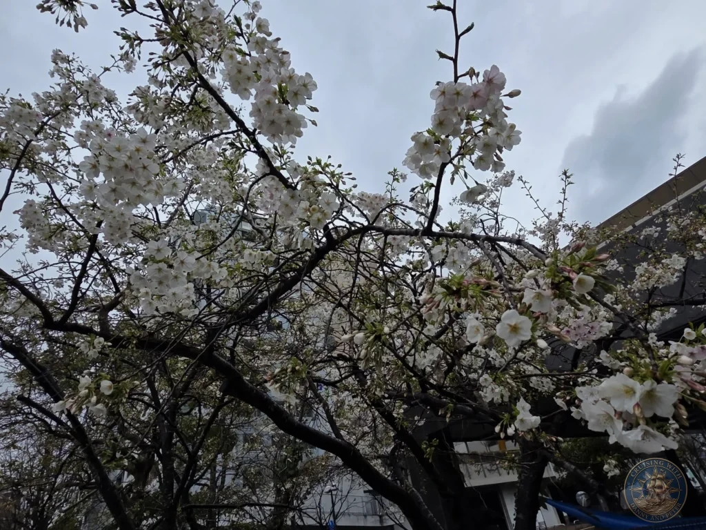 White cherry blossoms blooming on tree branches in Fukuoka, Japan. Spring scenery. Fukuoka Cruise Port Guide | Things to do in Fukuoka from cruise ship | One day in Fukuoka Japan itinerary by Danny and Peter.