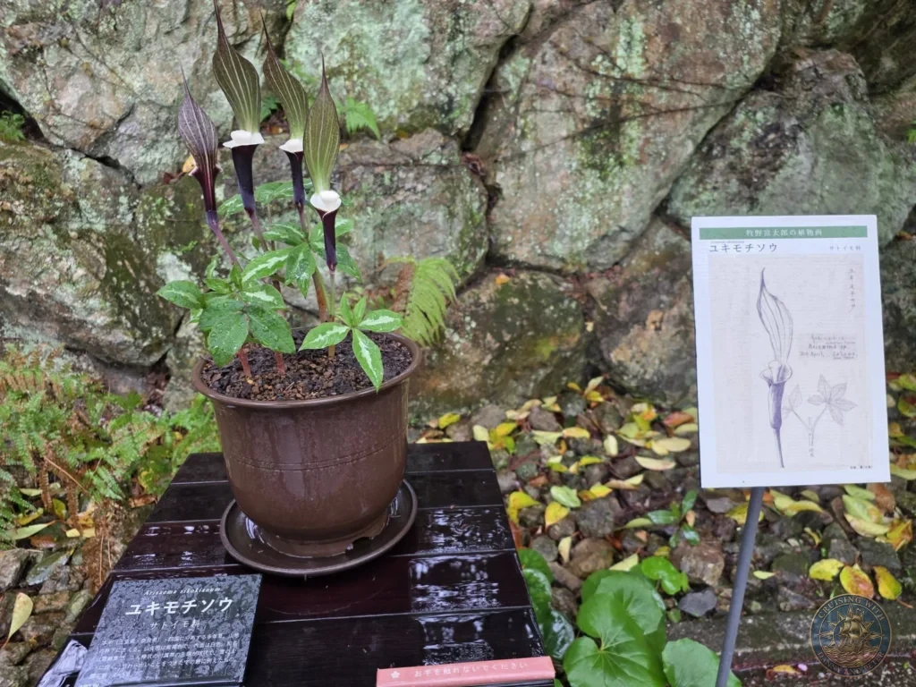 Potted specimen of Arisaema sikokianum with display sign at Makino Botanical Garden in Kochi, Japan. Rare plant exhibit against rock background. Kochi Cruise Port Guide | Things to do in Kochi from cruise ship | One day in Kochi Japan itinerary by Danny and Peter.