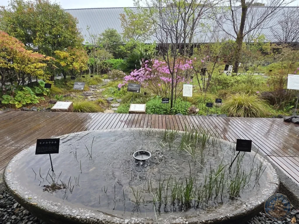 Circular water pond with aquatic plants surrounded by wooden deck at Makino Botanical Garden in Kochi, Japan. Serene garden landscape. Kochi Cruise Port Guide | Things to do in Kochi from cruise ship | One day in Kochi Japan itinerary by Danny and Peter.