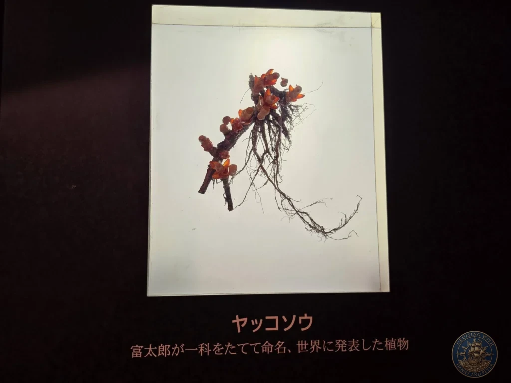 Dried specimen of Yakko-so plant discovered and named by Tomitaro Makino at Makino Botanical Garden in Kochi, Japan. Historical botanical exhibit. Kochi Cruise Port Guide | Things to do in Kochi from cruise ship | One day in Kochi Japan itinerary by Danny and Peter.