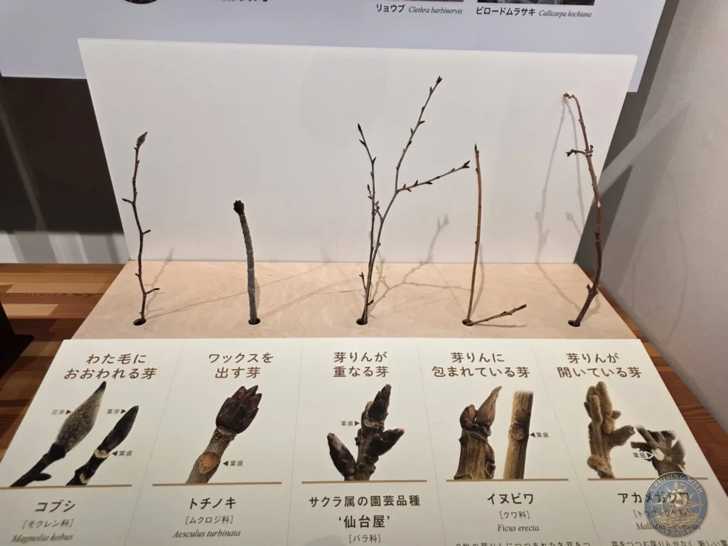 Collection of winter plant buds on display with labels at Makino Botanical Garden in Kochi, Japan. Educational botanical exhibit. Kochi Cruise Port Guide | Things to do in Kochi from cruise ship | One day in Kochi Japan itinerary by Danny and Peter.