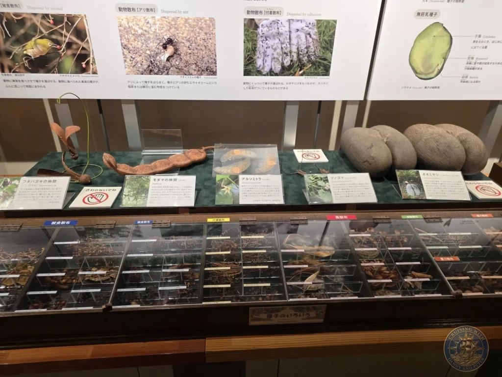 Comprehensive seed dispersal display with plant specimens and educational panels at Makino Botanical Garden in Kochi, Japan. Botanical science exhibit. Kochi Cruise Port Guide | Things to do in Kochi from cruise ship | One day in Kochi Japan itinerary by Danny and Peter.