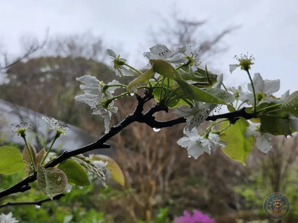 Close-up of white pear blossoms covered in raindrops at Makino Botanical Garden in Kochi, Japan. Fresh spring flowers on branch. Kochi Cruise Port Guide | Things to do in Kochi from cruise ship | One day in Kochi Japan itinerary by Danny and Peter.