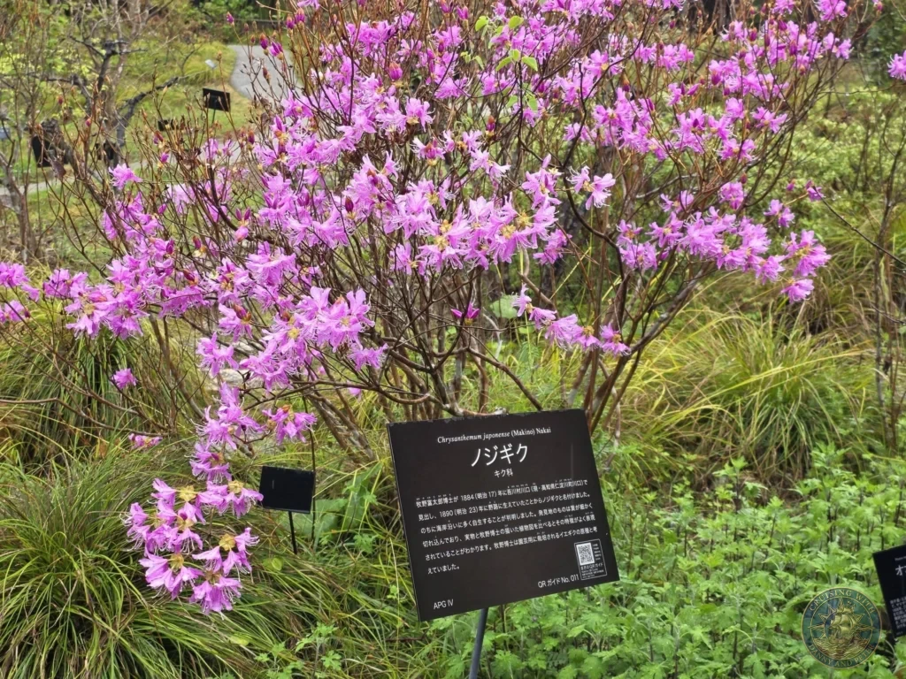 Vibrant pink azaleas flowers in full bloom at Makino Botanical Garden in Kochi, Japan. Spring flowering shrub with identification sign. Kochi Cruise Port Guide | Things to do in Kochi from cruise ship | One day in Kochi Japan itinerary by Danny and Peter.