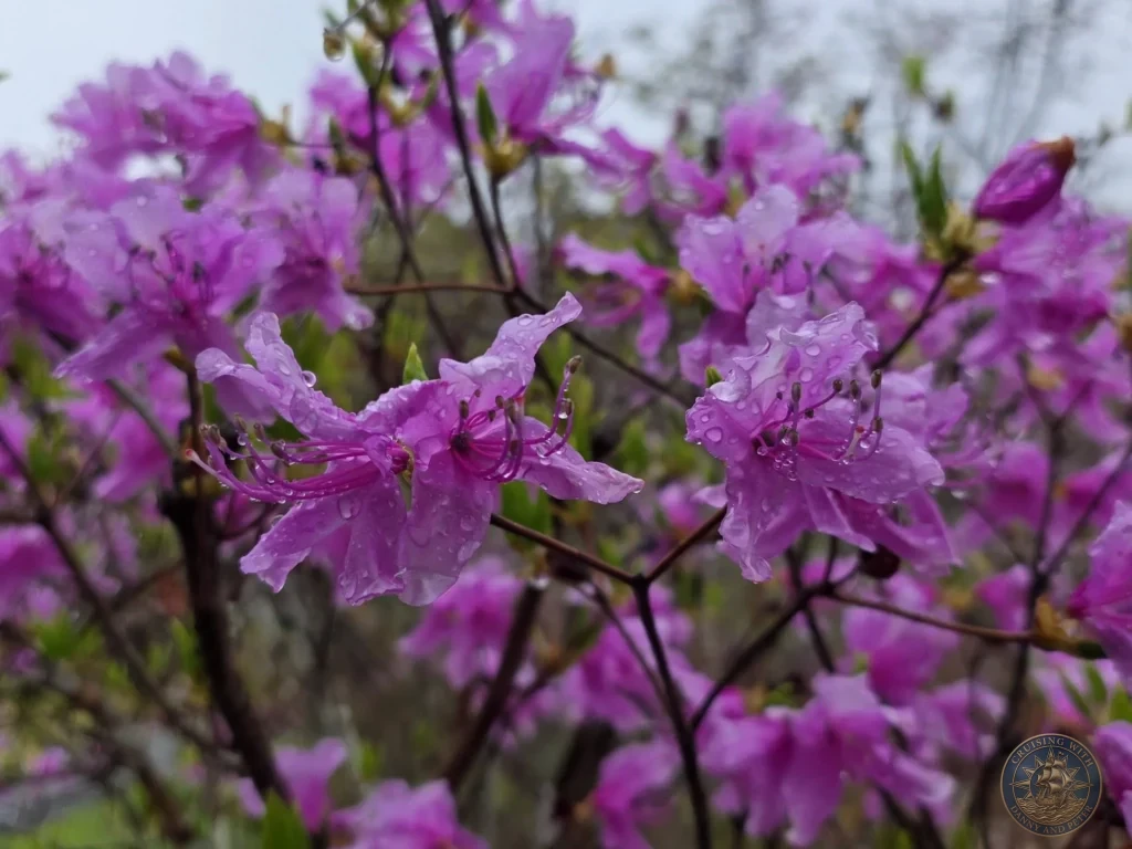 Close-up of bright pink azalea flowers covered in raindrops at Makino Botanical Garden in Kochi, Japan. Spring flowering shrub. Kochi Cruise Port Guide | Things to do in Kochi from cruise ship | One day in Kochi Japan itinerary by Danny and Peter.