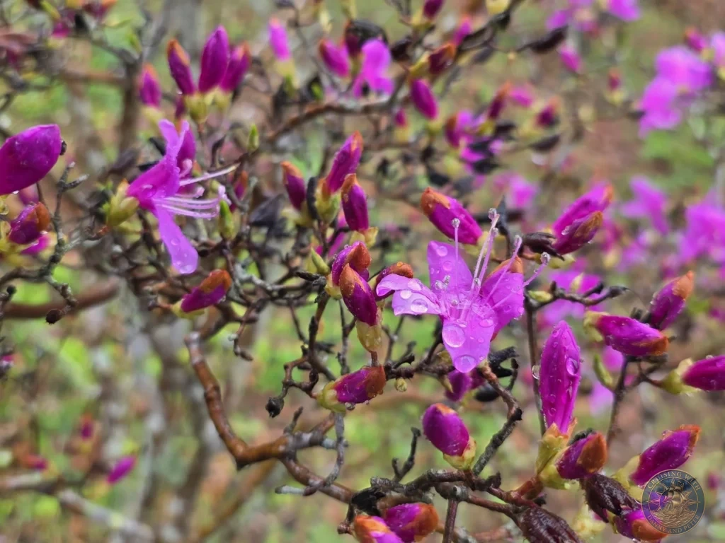 Close-up of bright magenta azalea flowers glistening with raindrops at Makino Botanical Garden in Kochi, Japan. Vibrant spring blooms. Kochi Cruise Port Guide | Things to do in Kochi from cruise ship | One day in Kochi Japan itinerary by Danny and Peter.