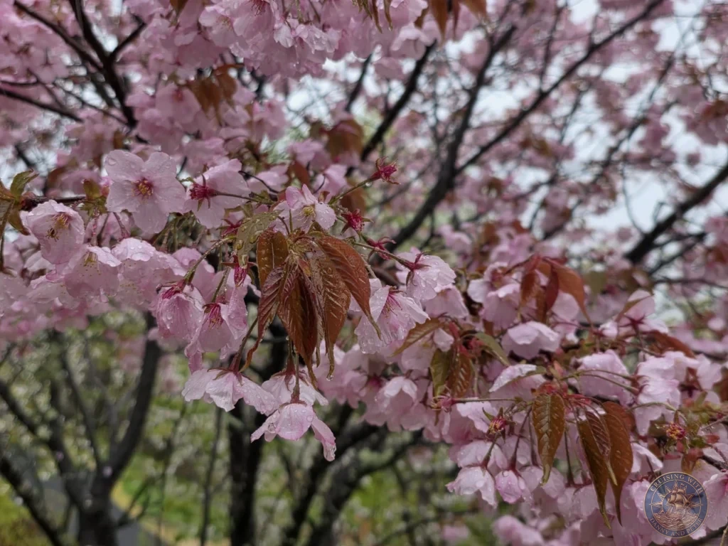 Close-up of pink cherry blossoms covered in raindrops at Makino Botanical Garden in Kochi, Japan. Beautiful spring sakura. Kochi Cruise Port Guide | Things to do in Kochi from cruise ship | One day in Kochi Japan itinerary by Danny and Peter.