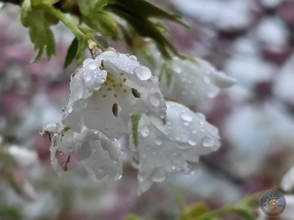 Close-up of white cherry blossoms with raindrops at Makino Botanical Garden in Kochi, Japan. Beautiful spring sakura detail. Kochi Cruise Port Guide | Things to do in Kochi from cruise ship | One day in Kochi Japan itinerary by Danny and Peter.