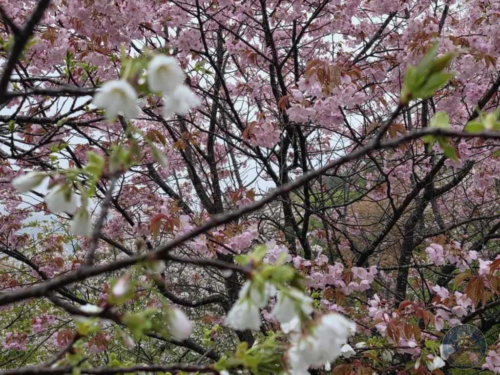 Pink and white cherry blossoms on branches against a canopy of flowers at Makino Botanical Garden in Kochi, Japan. Spring sakura scene. Kochi Cruise Port Guide | Things to do in Kochi from cruise ship | One day in Kochi Japan itinerary by Danny and Peter.