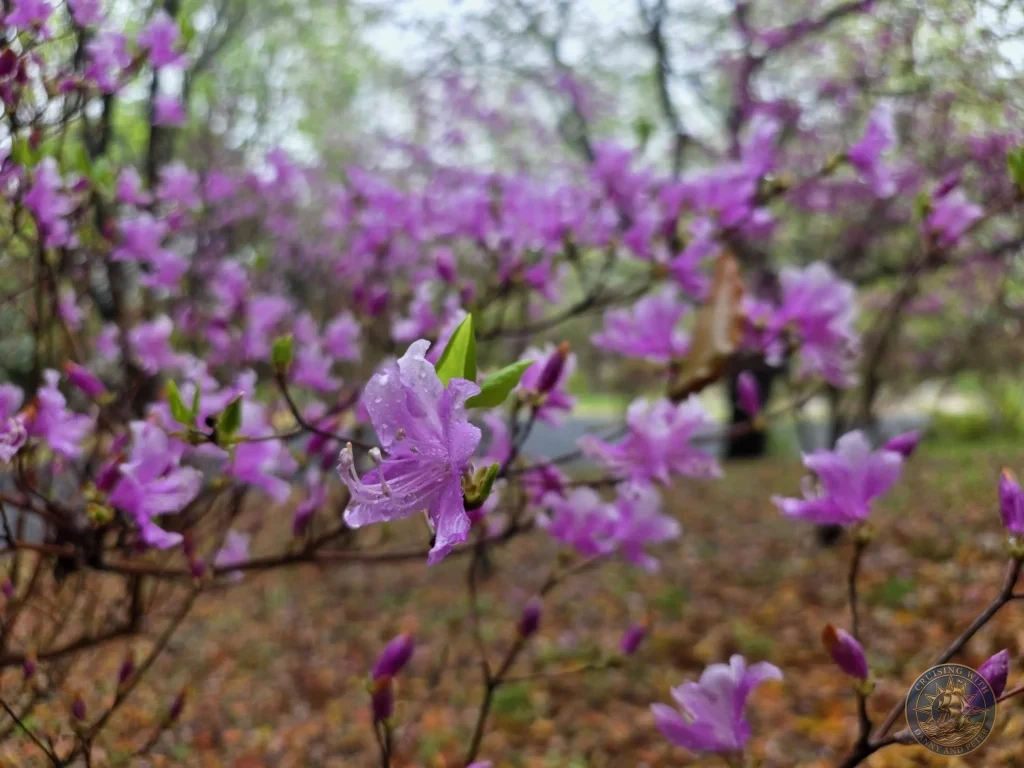 Vivid purple azalea flowers in close-up at Makino Botanical Garden in Kochi, Japan. Spring blooms with soft bokeh background. Kochi Cruise Port Guide | Things to do in Kochi from cruise ship | One day in Kochi Japan itinerary by Danny and Peter.