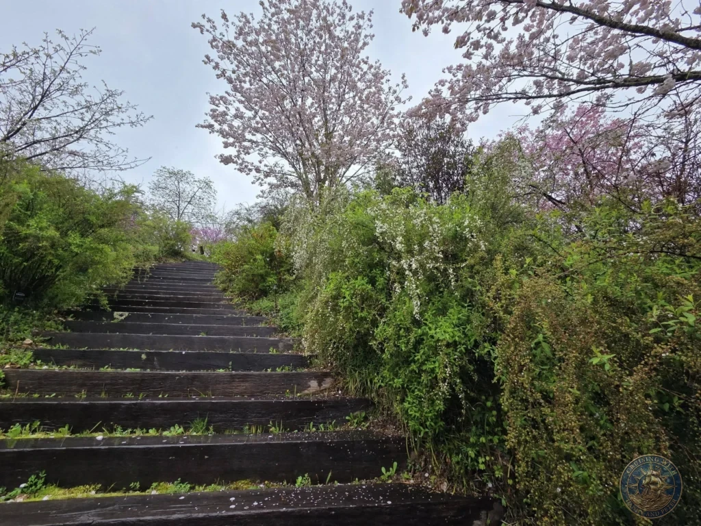 Wooden stairs leading up through pink cherry blossom trees at Makino Botanical Garden in Kochi, Japan. Scenic spring pathway. Kochi Cruise Port Guide | Things to do in Kochi from cruise ship | One day in Kochi Japan itinerary by Danny and Peter.