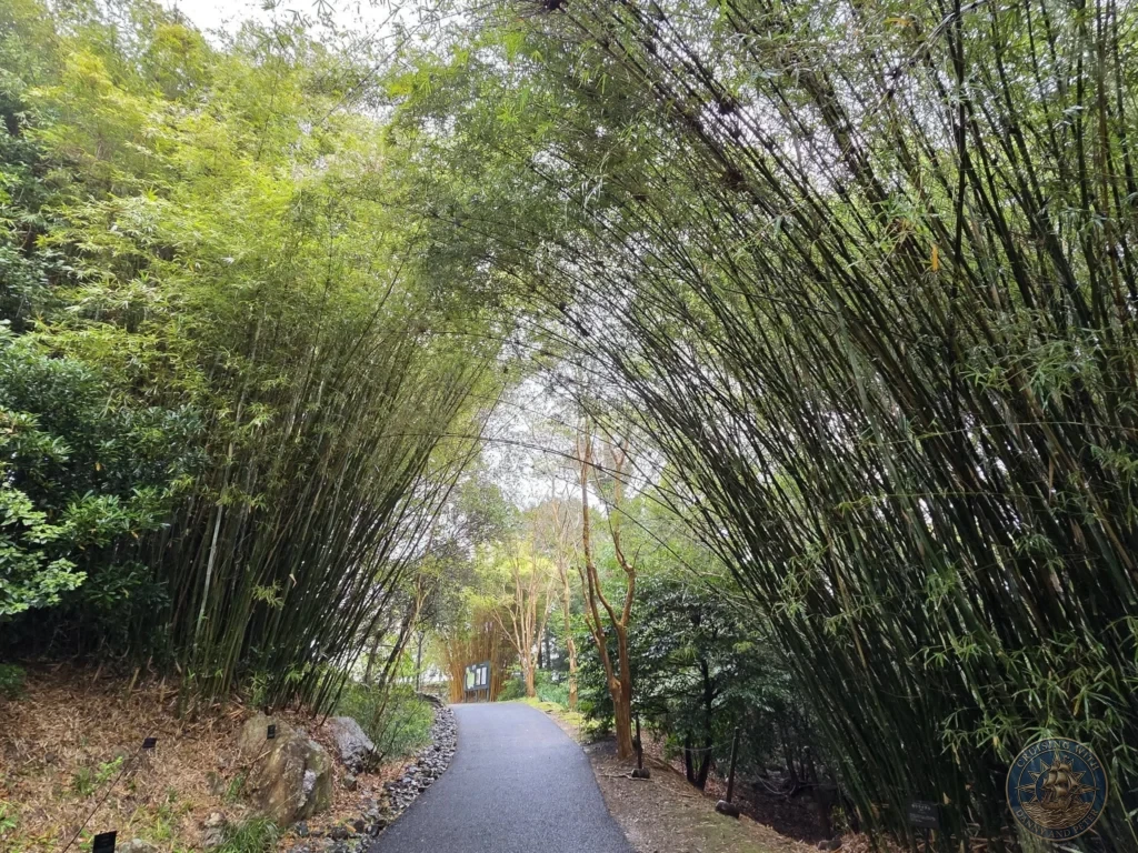 Paved walkway through dense tall bamboo at Makino Botanical Garden in Kochi, Japan. Lush bamboo forest path. Kochi Cruise Port Guide | Things to do in Kochi from cruise ship | One day in Kochi Japan itinerary by Danny and Peter.