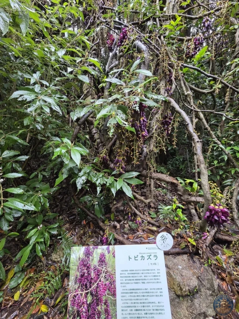 Dramatic woody vine with clusters of purple flowers (Mucuna sempervirens) at Makino Botanical Garden in Kochi, Japan. Exotic flowering plant with display sign. Kochi Cruise Port Guide | Things to do in Kochi from cruise ship | One day in Kochi Japan itinerary by Danny and Peter.