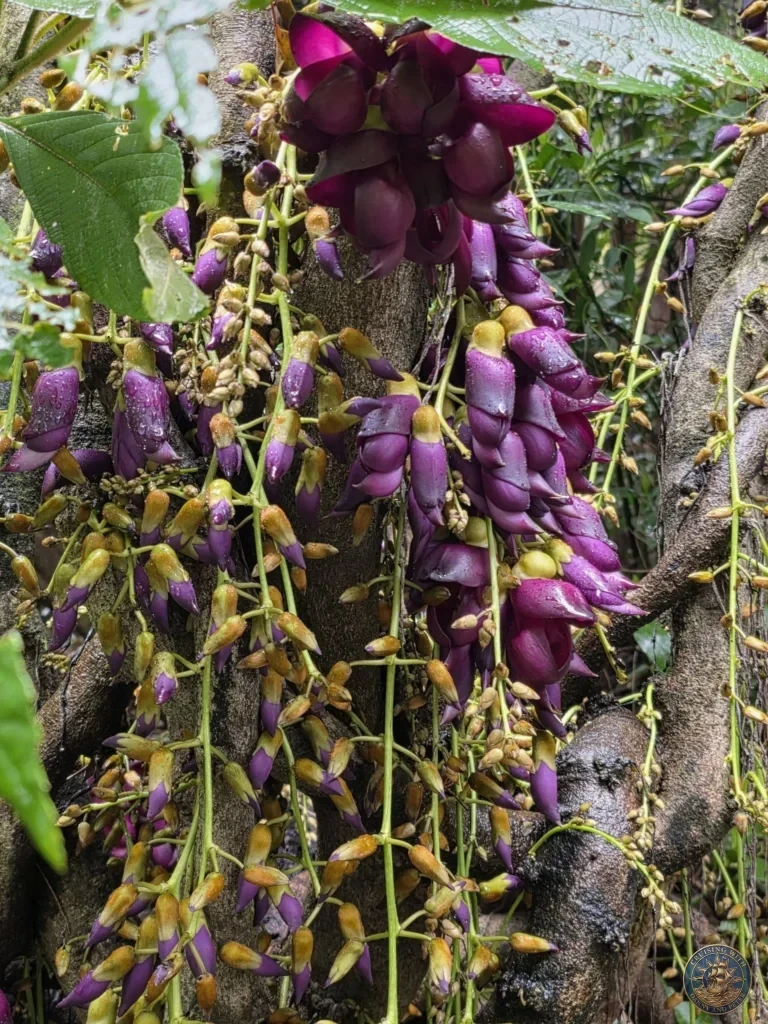 Close-up of dramatic hanging purple Mucuna flowers at Makino Botanical Garden in Kochi, Japan. Exotic vine in bloom. Kochi Cruise Port Guide | Things to do in Kochi from cruise ship | One day in Kochi Japan itinerary by Danny and Peter.