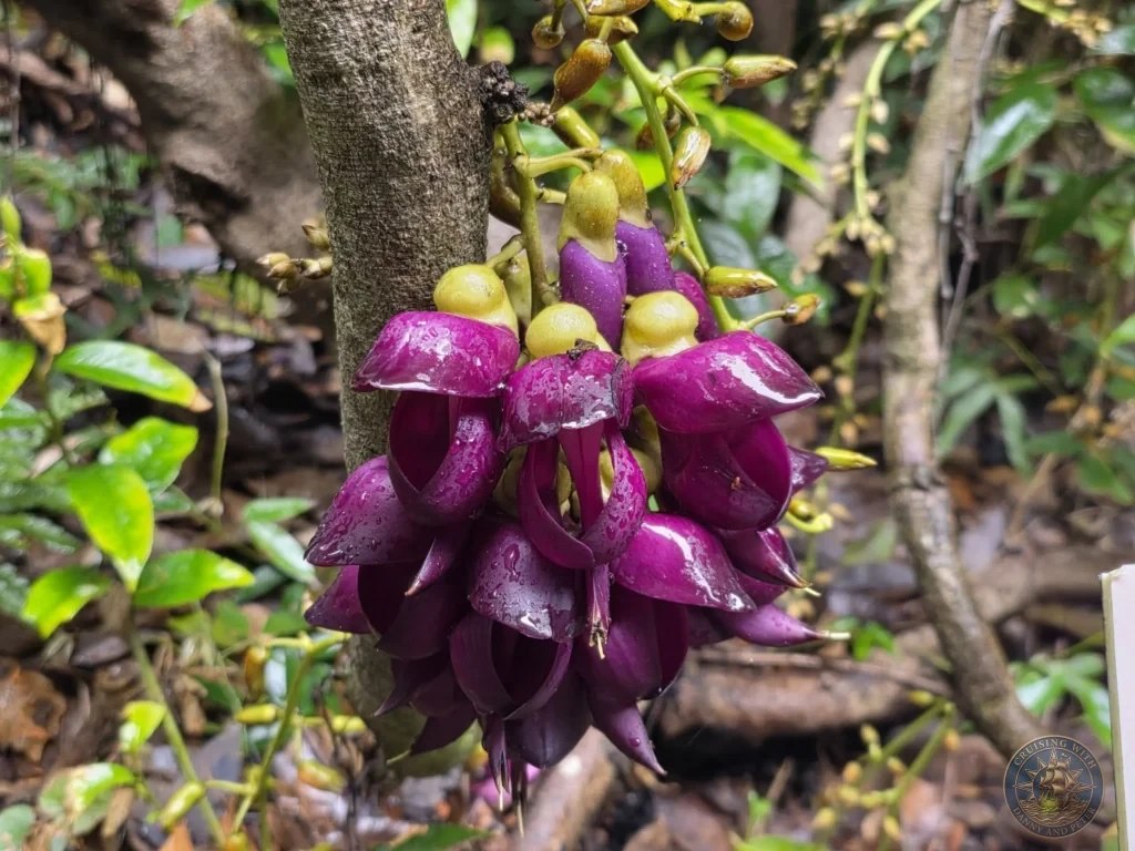 Close-up of vibrant purple Mucuna flowers hanging from the vine at Makino Botanical Garden in Kochi, Japan. Dramatic tropical blooms. Kochi Cruise Port Guide | Things to do in Kochi from cruise ship | One day in Kochi Japan itinerary by Danny and Peter.