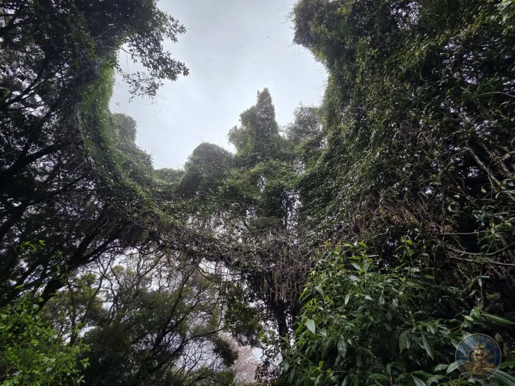 Low-angle view looking up through dense green canopy and vines at Makino Botanical Garden in Kochi, Japan. Lush forest overhead. Kochi Cruise Port Guide | Things to do in Kochi from cruise ship | One day in Kochi Japan itinerary by Danny and Peter.