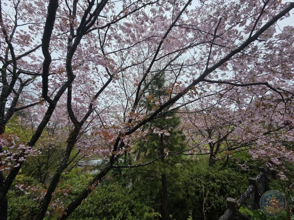 Pink cherry blossom canopy with tree branches overhead at Makino Botanical Garden in Kochi, Japan. Spring sakura scene. Kochi Cruise Port Guide | Things to do in Kochi from cruise ship | One day in Kochi Japan itinerary by Danny and Peter.