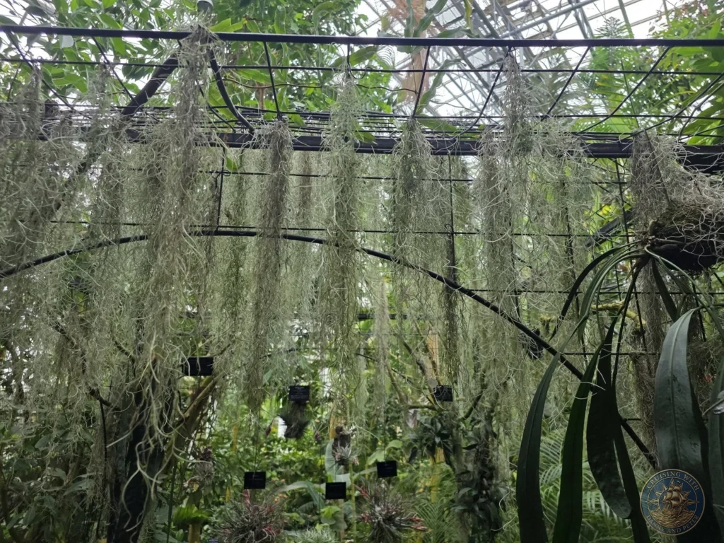Hanging Tillandsia air plants suspended from black frame in the greenhouse at Makino Botanical Garden in Kochi, Japan. Tropical conservatory exhibit. Kochi Cruise Port Guide | Things to do in Kochi from cruise ship | One day in Kochi Japan itinerary by Danny and Peter.