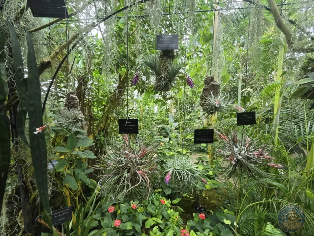 Tropical greenhouse with hanging Tillandsia air plants and lush foliage at Makino Botanical Garden in Kochi, Japan. Conservatory exhibit. Kochi Cruise Port Guide | Things to do in Kochi from cruise ship | One day in Kochi Japan itinerary by Danny and Peter.