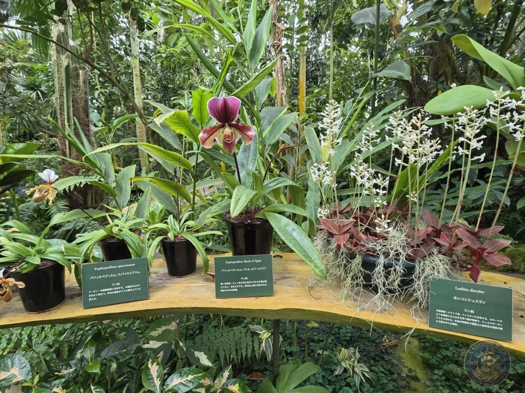 Potted orchids on wooden display table in the greenhouse at Makino Botanical Garden in Kochi, Japan. Tropical orchid collection with labels. Kochi Cruise Port Guide | Things to do in Kochi from cruise ship | One day in Kochi Japan itinerary by Danny and Peter.