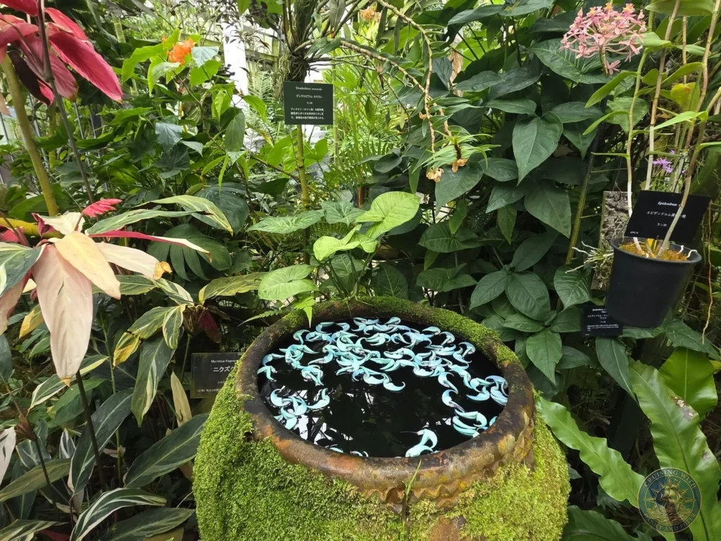 Moss-covered pot water feature with floating blue elements amid lush tropical plants in the greenhouse at Makino Botanical Garden in Kochi, Japan. Ornamental conservatory display. Kochi Cruise Port Guide | Things to do in Kochi from cruise ship | One day in Kochi Japan itinerary by Danny and Peter.