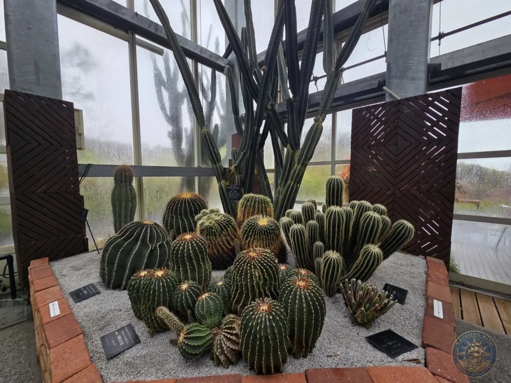 Collection of barrel and columnar cacti on gravel bed in greenhouse at Makino Botanical Garden in Kochi, Japan. Desert plant exhibit. Kochi Cruise Port Guide | Things to do in Kochi from cruise ship | One day in Kochi Japan itinerary by Danny and Peter.