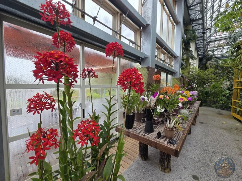 Vibrant red orchids on tall stems displayed in greenhouse at Makino Botanical Garden in Kochi, Japan. Tropical flower exhibit. Kochi Cruise Port Guide | Things to do in Kochi from cruise ship | One day in Kochi Japan itinerary by Danny and Peter.