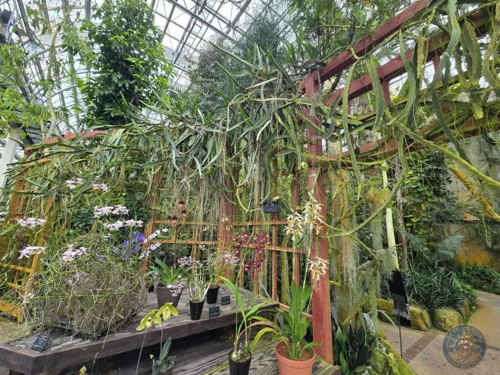 Wooden trellis covered with climbing plants and potted orchids in the greenhouse at Makino Botanical Garden in Kochi, Japan. Tropical display. Kochi Cruise Port Guide | Things to do in Kochi from cruise ship | One day in Kochi Japan itinerary by Danny and Peter.