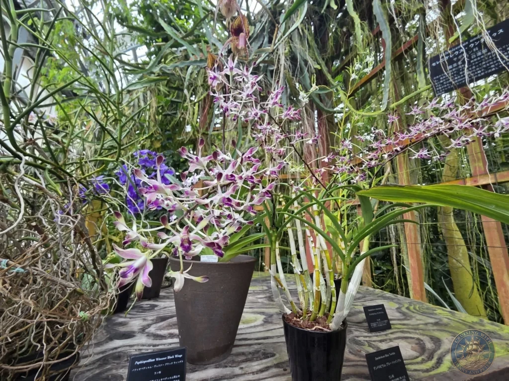 Assortment of potted orchids including Paphiopedilum and Dendrobium on wooden table in greenhouse at Makino Botanical Garden in Kochi, Japan. Tropical flower display. Kochi Cruise Port Guide | Things to do in Kochi from cruise ship | One day in Kochi Japan itinerary by Danny and Peter.