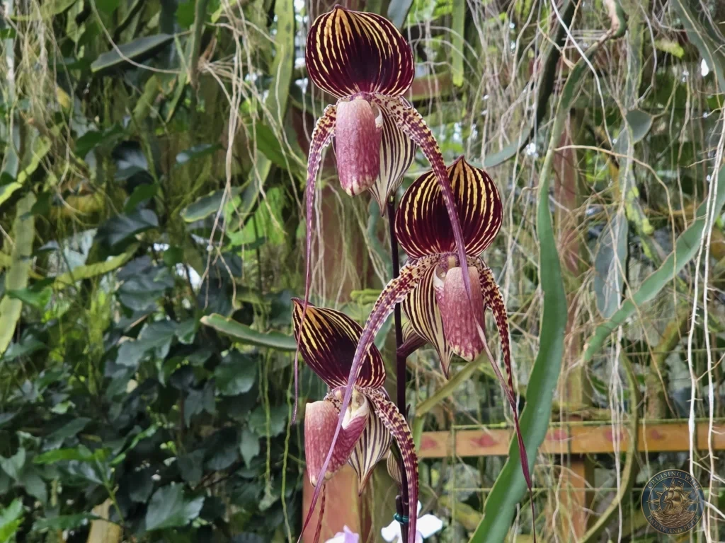 Exotic Paphiopedilum orchid with bold maroon and yellow striped petals at Makino Botanical Garden in Kochi, Japan. Slipper orchid in greenhouse. Kochi Cruise Port Guide | Things to do in Kochi from cruise ship | One day in Kochi Japan itinerary by Danny and Peter.